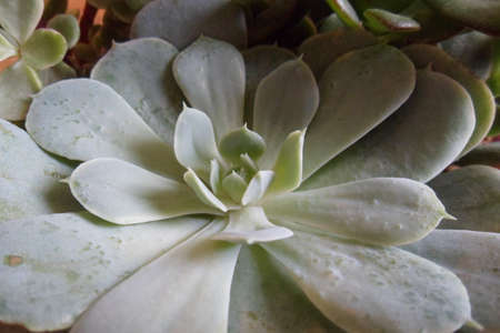 Cactus Plantの写真素材