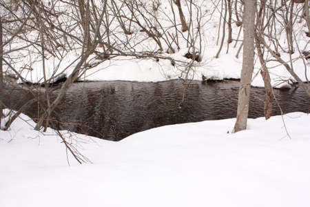  Winter Forestの写真素材