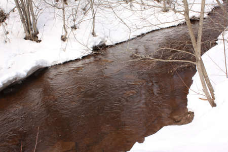  Winter Forestの写真素材