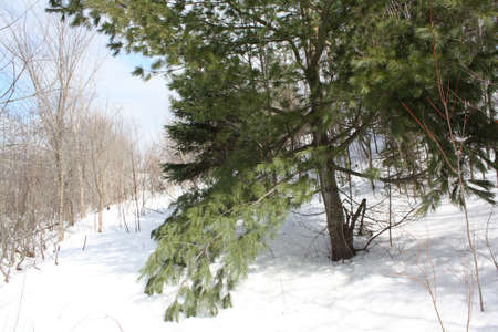  Winter Forestの写真素材