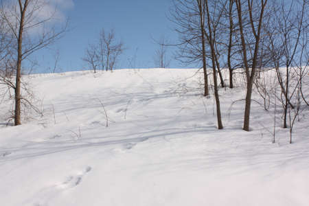  Winter Forestの写真素材