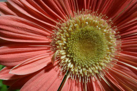 Gerbera Daisyの写真素材