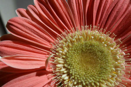 Gerbera Daisyの写真素材