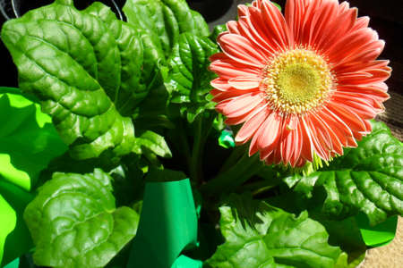 Gerbera Daisyの写真素材