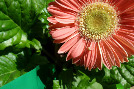 Gerbera Daisyの写真素材