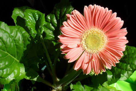 Gerbera Daisyの写真素材