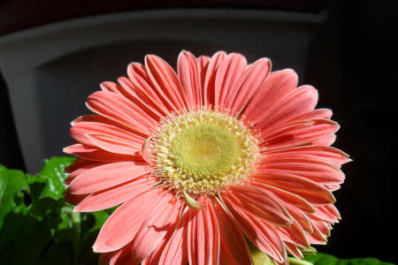 Gerbera Daisyの写真素材