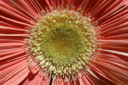 Gerbera Daisyの写真素材
