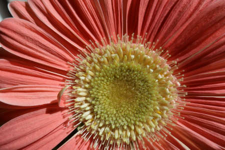 Gerbera Daisyの写真素材