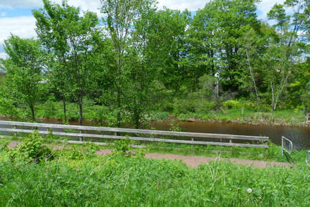 Forestの写真素材