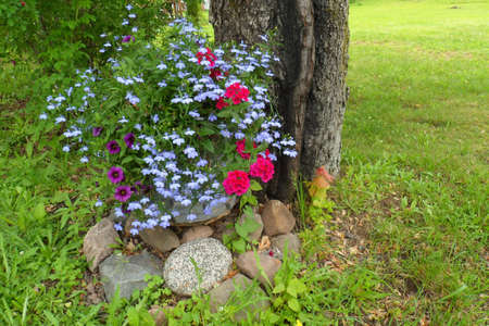 Flowersの写真素材