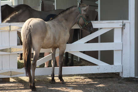 Horseの写真素材