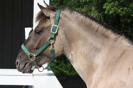 Horseの写真素材