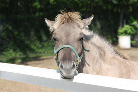 Horseの写真素材
