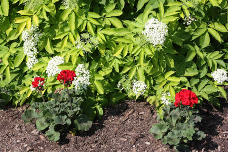 Flowersの写真素材