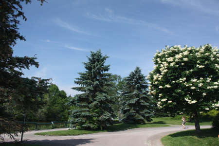 Treesの写真素材