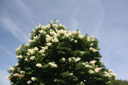 Treesの写真素材
