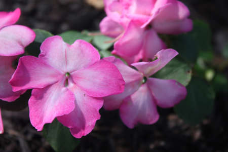 Flowersの写真素材