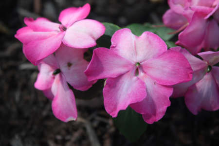 Flowersの写真素材