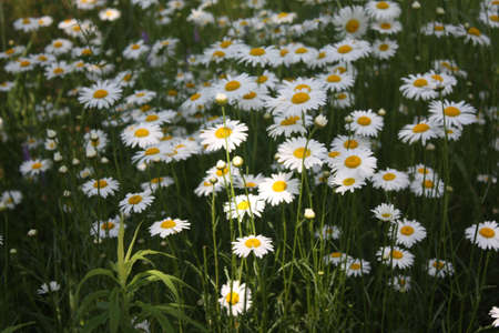 Flowersの写真素材