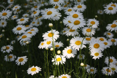 Flowersの写真素材