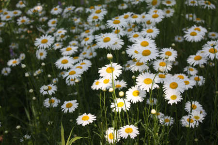 Daisies の写真素材
