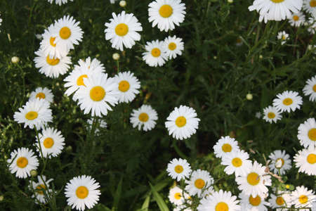 Daisies の写真素材