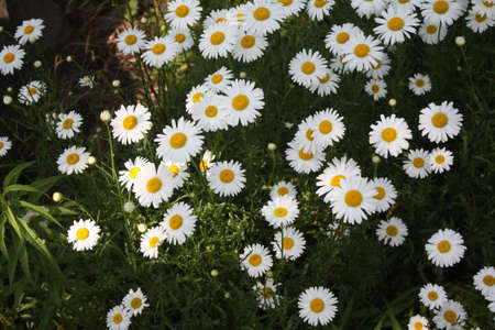 Daisy Flowersの写真素材
