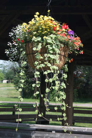 Flowersの写真素材