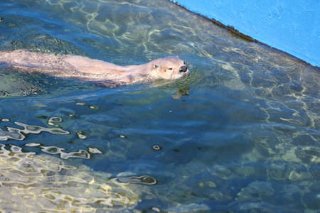 Otterの写真素材