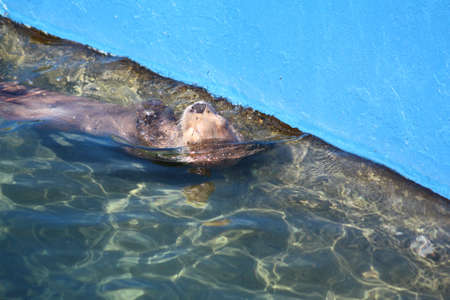 Otterの写真素材