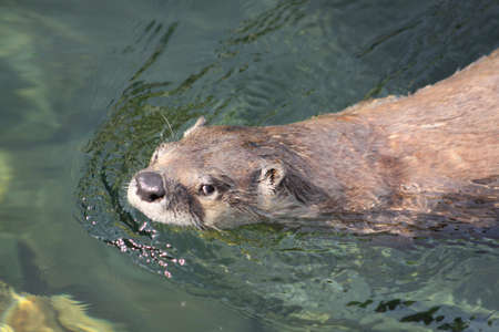 Otterの写真素材