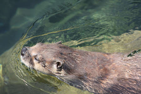 Otterの写真素材