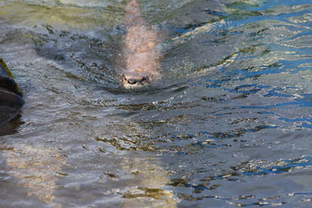 Otterの写真素材