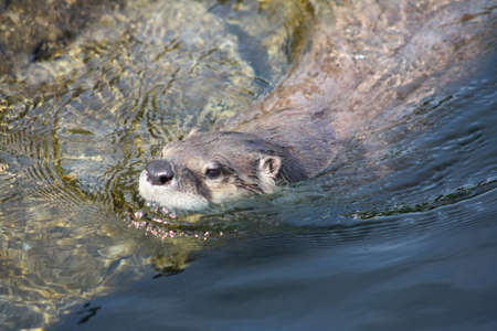 Otterの写真素材