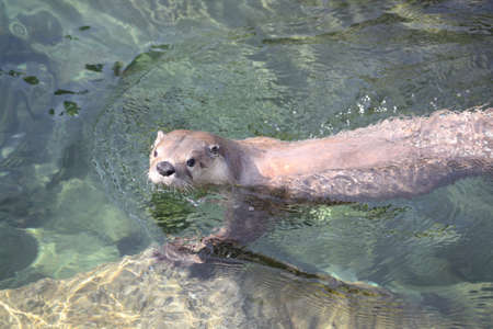 Otterの写真素材