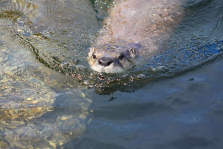 Otterの写真素材