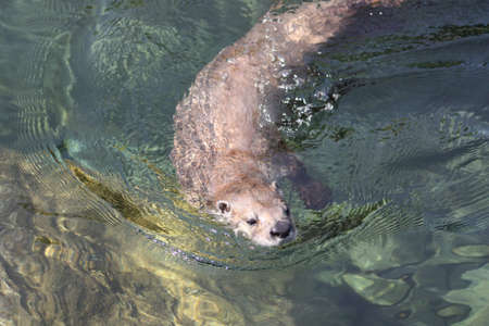 Otterの写真素材