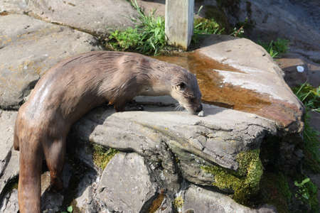 Otterの写真素材