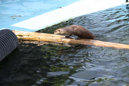 Otterの写真素材