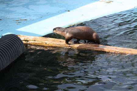 Otterの写真素材