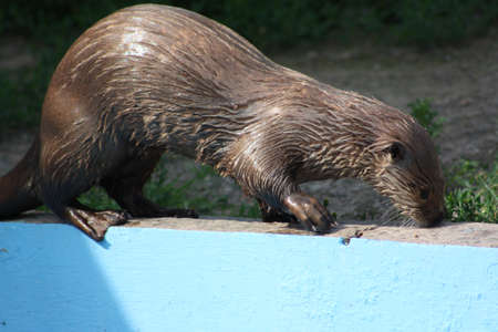 Otterの写真素材