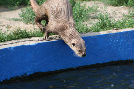 Otterの写真素材