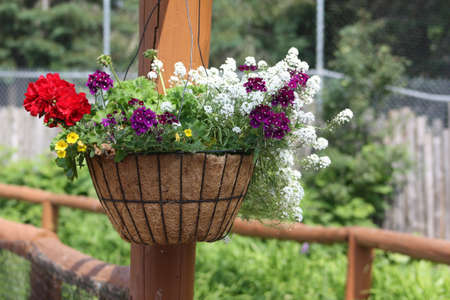 Flowersの写真素材
