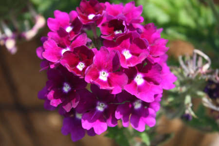 Flowersの写真素材