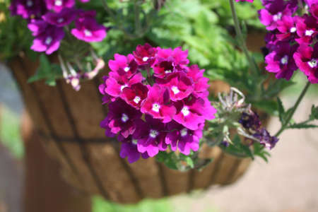Flowersの写真素材
