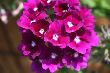 Flowersの写真素材
