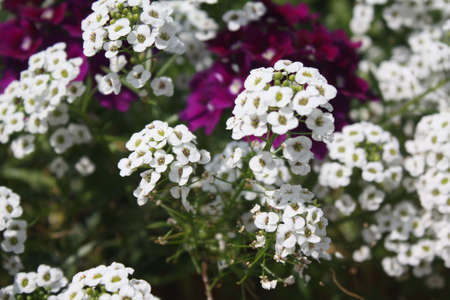 Flowersの写真素材