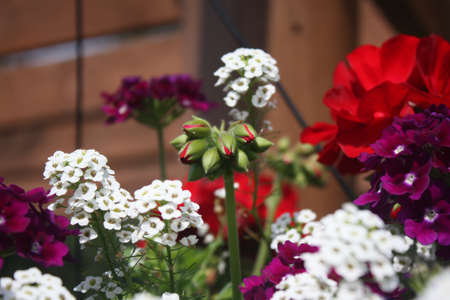 Flowersの写真素材