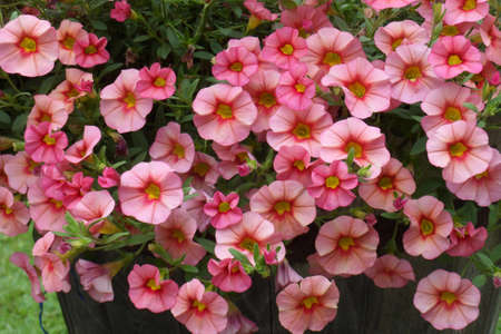 Flowersの写真素材